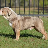Serenity, a female Olde English Bulldogge for sale in Ocala, FL – Photo 9 of 10