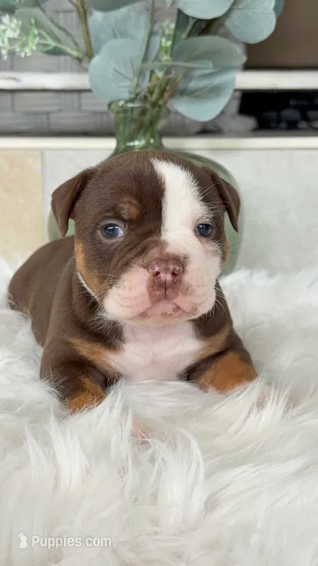 Linsey  – Olde English Bulldogge puppy for sale in Ocala, FL