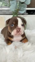 Linsey , a female Olde English Bulldogge for sale in Dunnellon, FL – 2 of 10