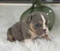 Penelope, a female English Bulldog for sale in Dunnellon, FL – 6 of 10