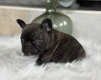 Tory , a male French Bulldog for sale in Ocala, FL – 1 of 10