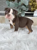 Linsey , a female Olde English Bulldogge for sale in Dunnellon, FL – 10 of 10