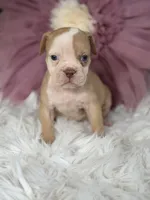 Star , a female Olde English Bulldogge for sale in Dunnellon, FL – 8 of 10