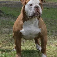 Cassinia, a female Olde English Bulldogge for sale in Ocala, FL – Photo 7 of 10
