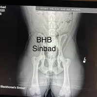 Cassinia, a female Olde English Bulldogge for sale in Ocala, FL – Photo 3 of 10