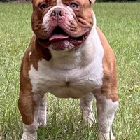 Cassinia, a female Olde English Bulldogge for sale in Ocala, FL – Photo 5 of 10