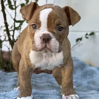 Cassinia, a female Olde English Bulldogge for sale in Ocala, FL – Photo 1 of 10