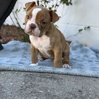 Cassinia, a female Olde English Bulldogge for sale in Ocala, FL – Photo 4 of 10