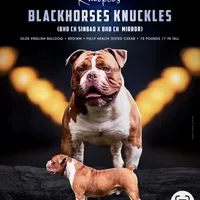 Cassinia, a female Olde English Bulldogge for sale in Ocala, FL – Photo 9 of 10