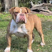 Cassinia, a female Olde English Bulldogge for sale in Ocala, FL – Photo 8 of 10