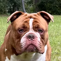 Cassinia, a female Olde English Bulldogge for sale in Ocala, FL – Photo 6 of 10