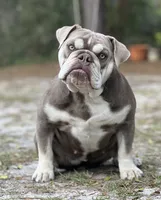 Amadeus , a male Olde English Bulldogge for sale in Ocala, FL – 5 of 8