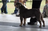 Amadeus , a male Olde English Bulldogge for sale in Ocala, FL – 8 of 8