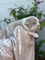 Valerie , a female Olde English Bulldogge for sale in Ocala, FL – 6 of 9