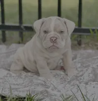 Amadeus , a male Olde English Bulldogge for sale in Ocala, FL – 3 of 8