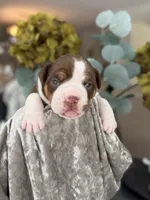 Laura , a female Olde English Bulldogge for sale in Ocala, FL – 4 of 8