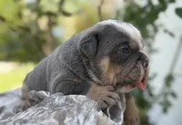 Travis , a male Olde English Bulldogge for sale in Ocala, FL – 2 of 10