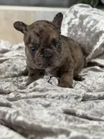 Travis , a male French Bulldog for sale in Ocala, FL – 3 of 10