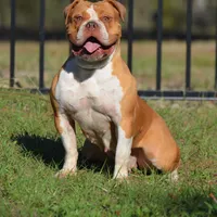 TaurusBell, a female Olde English Bulldogge for sale in Ocala, FL – Photo 2 of 3