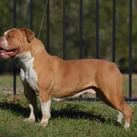 TaurusBell, a female Olde English Bulldogge for sale in Ocala, FL – Photo 1 of 3