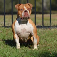 TaurusBell, a female Olde English Bulldogge for sale in Ocala, FL – Photo 3 of 3