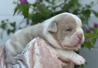 Valerie , a female Olde English Bulldogge for sale in Ocala, FL – 4 of 9