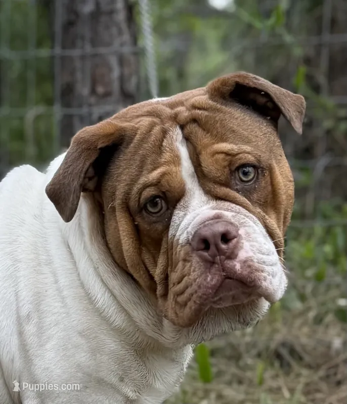 Bo  – Olde English Bulldogge puppy for sale in Ocala, FL