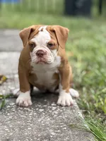 Sara , a female Olde English Bulldogge for sale in Dunnellon, FL – 9 of 10