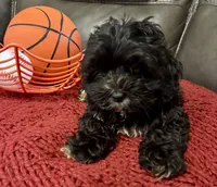 Teddy, a male Poodle - Miniature  for sale in Ellenwood, GA – 2 of 3