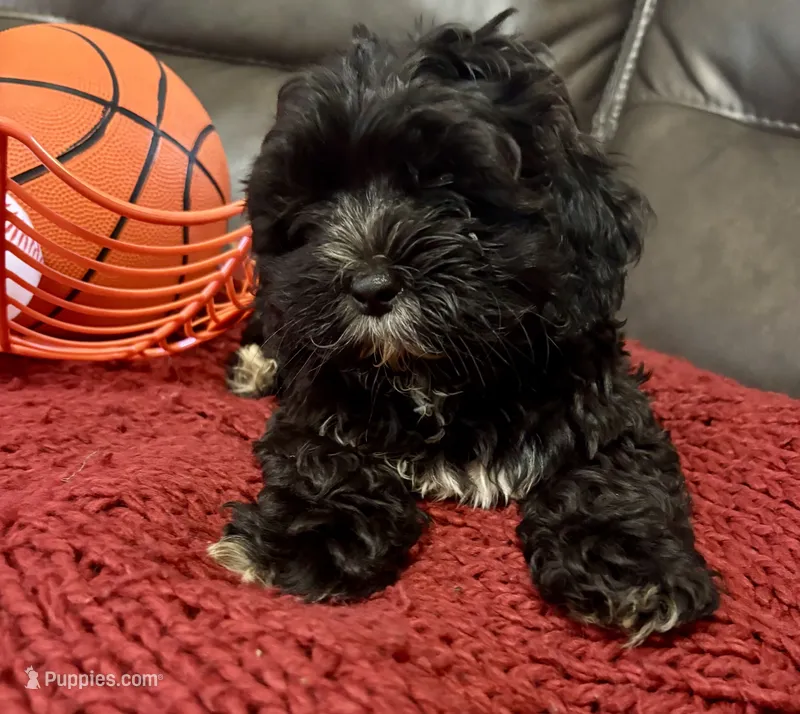 Teddy – Poodle - Miniature  puppy for sale in Ellenwood, GA