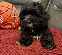 Teddy, a male Poodle - Miniature  for sale in Ellenwood, GA – 1 of 3