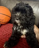Oreo, a male Poodle - Miniature  for sale in Ellenwood, GA – 2 of 3