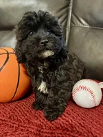 Oreo, a male Poodle - Miniature  for sale in Ellenwood, GA – 1 of 3