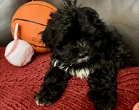 Teddy, a male Poodle - Miniature  for sale in Ellenwood, GA – 3 of 3