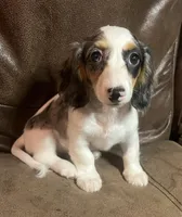 Oakley, a female Miniature Dachshund for sale in Blevins, AR – Photo 2 of 3