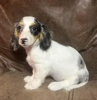 Oakley, a female Miniature Dachshund for sale in Blevins, AR – Photo 3 of 3