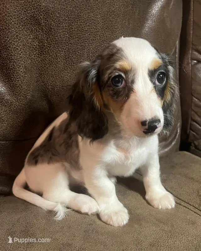 Oakley – Miniature Dachshund puppy for sale in Blevins, AR