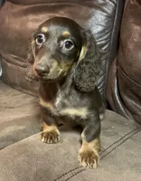 Asher, a male Miniature Dachshund for sale in Blevins, AR – Photo 3 of 3