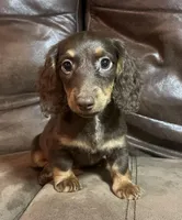 Asher, a male Miniature Dachshund for sale in Blevins, AR – Photo 1 of 3