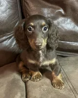 Asher, a male Miniature Dachshund for sale in Blevins, AR – Photo 2 of 3
