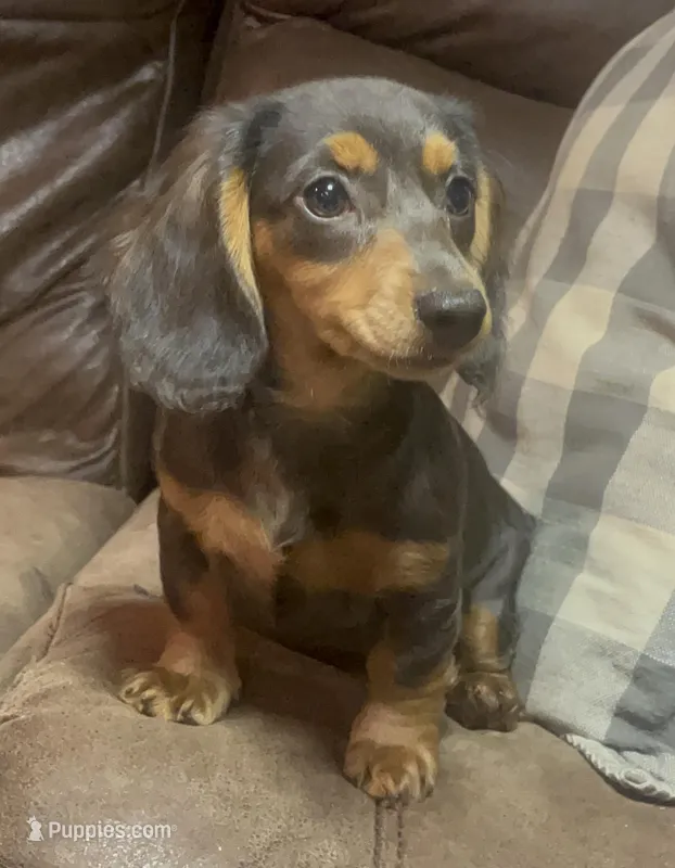 Violet – Miniature Dachshund puppy for sale in Blevins, AR