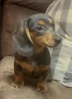 Violet, a female Miniature Dachshund for sale in Blevins, AR – Photo 3 of 5