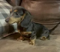 Violet, a female Miniature Dachshund for sale in Blevins, AR – Photo 5 of 5