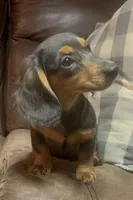 Violet, a female Miniature Dachshund for sale in Blevins, AR – Photo 4 of 5