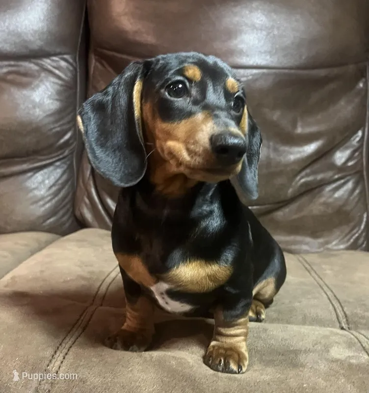 Daisy – Miniature Dachshund puppy for sale in Blevins, AR
