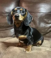 Daisy, a female Miniature Dachshund for sale in Blevins, AR – Photo 3 of 3