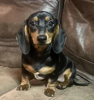 Daisy, a female Miniature Dachshund for sale in Blevins, AR – Photo 2 of 3