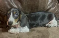 Oliver, a male Miniature Dachshund for sale in Blevins, AR – Photo 3 of 4