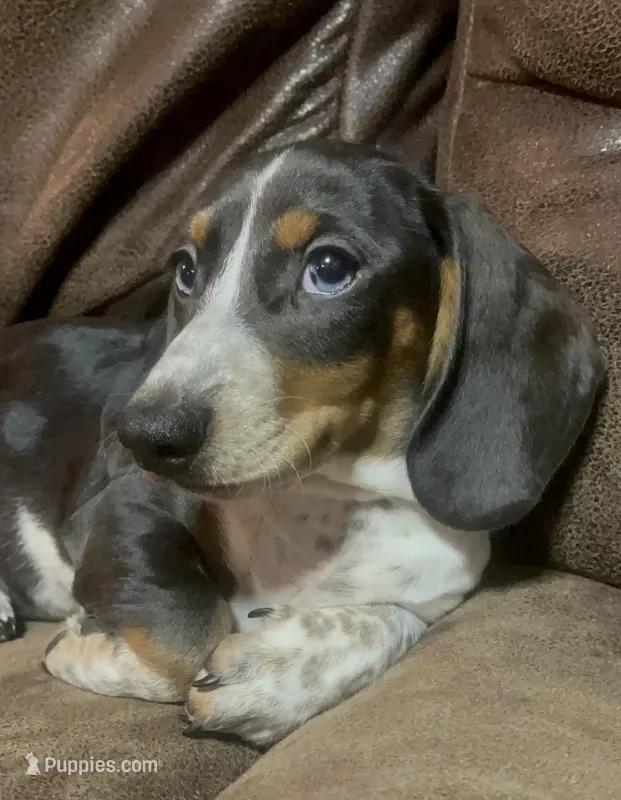 Oliver – Miniature Dachshund puppy for sale in Blevins, AR
