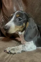 Oliver, a male Miniature Dachshund for sale in Blevins, AR – Photo 2 of 4